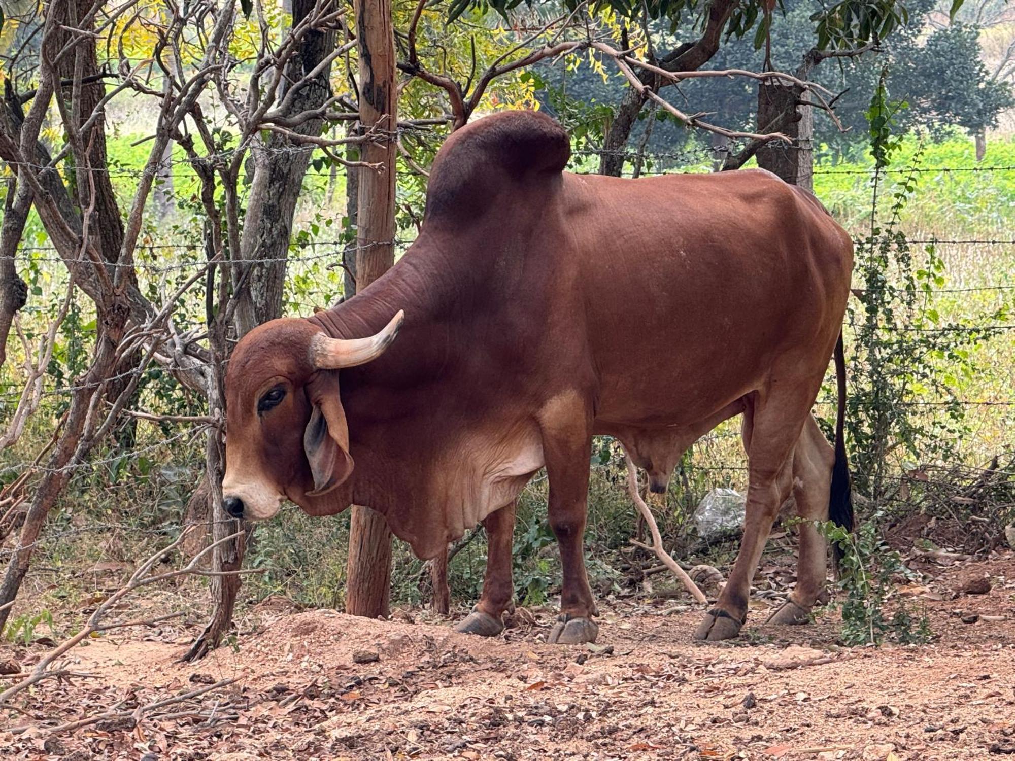 Chikoo Farm Inn Bangalore Exterior photo