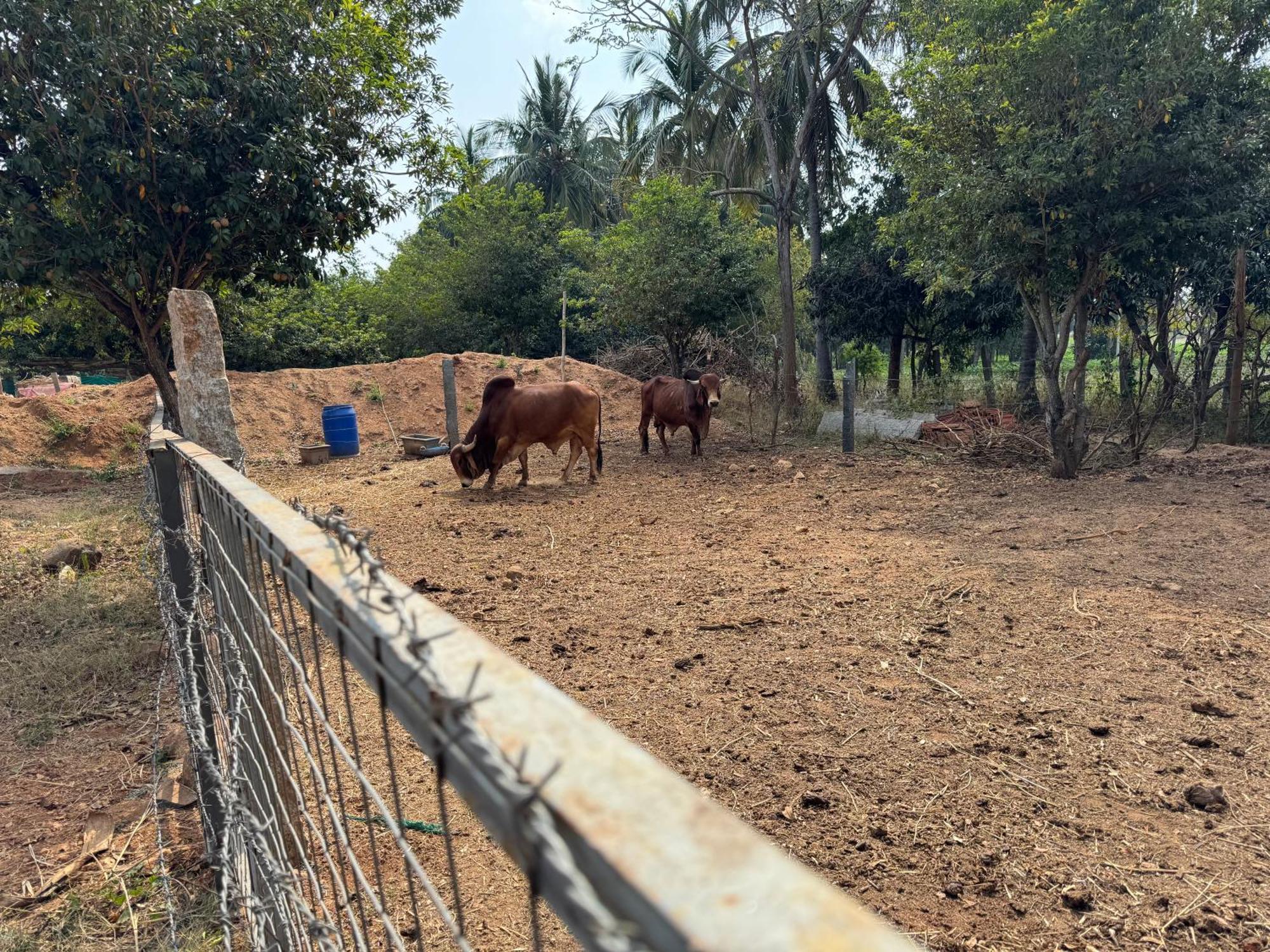 Chikoo Farm Inn Bangalore Exterior photo